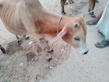 Dünyanın en büyük ineği, 2022 'nin en büyük ineği.