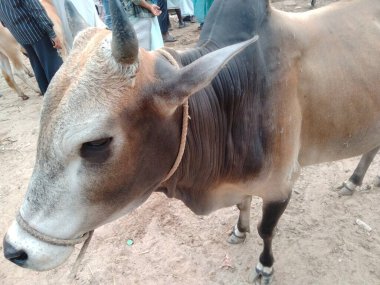 Dünyanın en büyük ineği, 2022 'nin en büyük ineği.