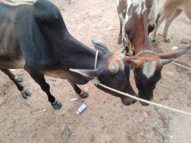 Dünyanın en büyük ineği, 2022 'nin en büyük ineği.