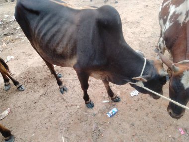 Dünyanın en büyük ineği, 2022 'nin en büyük ineği.