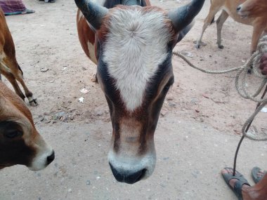 Dünyanın en büyük ineği, 2022 'nin en büyük ineği.