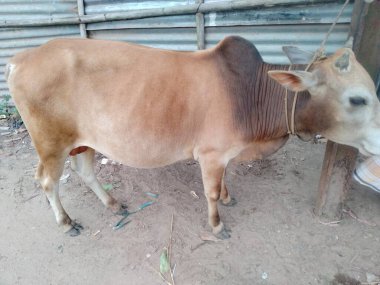 Dünyanın en büyük ineği, 2022 'nin en büyük ineği.