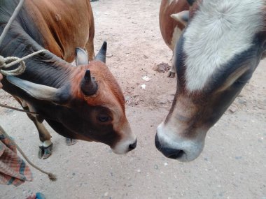 Dünyanın en büyük ineği, 2022 'nin en büyük ineği.