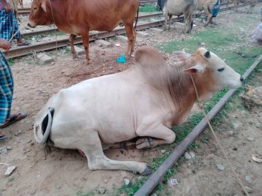 Dünyanın en büyük ineği, 2022 'nin en büyük ineği.