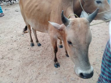 Dünyanın en büyük ineği, 2022 'nin en büyük ineği.