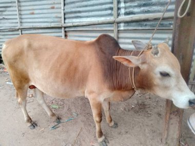 Dünyanın en büyük ineği, 2022 'nin en büyük ineği.