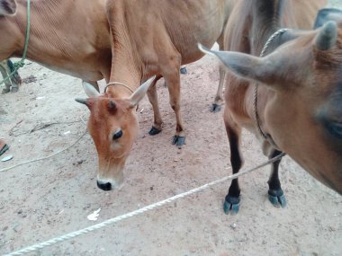 Dünyanın en büyük ineği, 2022 'nin en büyük ineği.