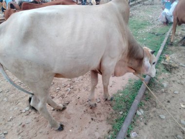 Dünyanın en büyük ineği, 2022 'nin en büyük ineği.