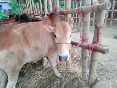 Dünyanın en büyük ineği, dünyanın en büyük boğası, 2021 dünyanın en büyük ineği, dünyanın en büyük ineği, dünyanın en büyük ineği, dünyanın en büyük ineği, dünyanın en büyük ineği, dünyanın en büyük ineği, dünyanın en büyük ineği, dünyanın en büyük ineği, dünyanın en büyük ineği, 