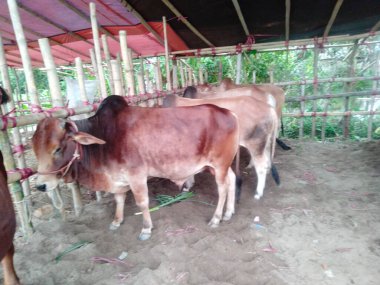 Dünyanın en büyük ineği, dünyanın en büyük boğası, 2021 dünyanın en büyük ineği, dünyanın en büyük ineği, dünyanın en büyük ineği, dünyanın en büyük ineği, dünyanın en büyük ineği, dünyanın en büyük ineği, dünyanın en büyük ineği, dünyanın en büyük ineği, dünyanın en büyük ineği, 