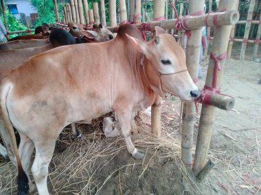 Dünyanın en büyük ineği, dünyanın en büyük boğası, 2021 dünyanın en büyük ineği, dünyanın en büyük ineği, dünyanın en büyük ineği, dünyanın en büyük ineği, dünyanın en büyük ineği, dünyanın en büyük ineği, dünyanın en büyük ineği, dünyanın en büyük ineği, dünyanın en büyük ineği, 