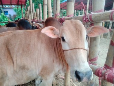 Dünyanın en büyük ineği, dünyanın en büyük boğası, 2021 dünyanın en büyük ineği, dünyanın en büyük ineği, dünyanın en büyük ineği, dünyanın en büyük ineği, dünyanın en büyük ineği, dünyanın en büyük ineği, dünyanın en büyük ineği, dünyanın en büyük ineği, dünyanın en büyük ineği, 