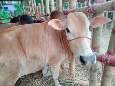 Dünyanın en büyük ineği, dünyanın en küçük ineği, Bangladeş 'in en büyük ineği, 2022' nin en büyük ineği, inek külodu.