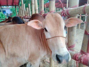 Dünyanın en büyük ineği, dünyanın en küçük ineği, Bangladeş 'in en büyük ineği, 2022' nin en büyük ineği, inek külodu.