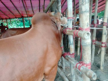 Dünyanın en büyük ineği, dünyanın en küçük ineği, Bangladeş 'in en büyük ineği, 2022' nin en büyük ineği, inek külodu.