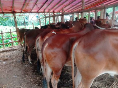 Dünyanın en büyük ineği, dünyanın en küçük ineği, Bangladeş 'in en büyük ineği, 2022' nin en büyük ineği, inek külodu.