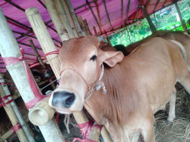 Dünyanın en büyük ineği, dünyanın en küçük ineği, Bangladeş 'in en büyük ineği, 2022' nin en büyük ineği, inek külodu.