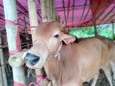 Dünyanın en büyük ineği, dünyanın en küçük ineği, Bangladeş 'in en büyük ineği, 2022' nin en büyük ineği, inek külodu.