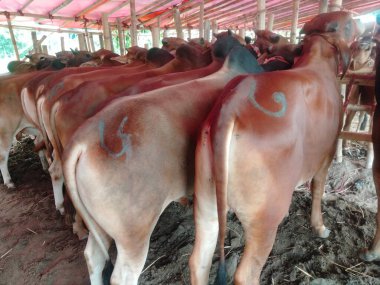 Dünyanın en büyük ineği, dünyanın en küçük ineği, Bangladeş 'in en büyük ineği, 2022' nin en büyük ineği, inek külodu.