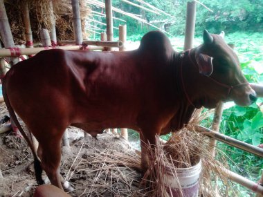 Dünyanın en büyük ineği, dünyanın en küçük ineği, Bangladeş 'in en büyük ineği, 2022' nin en büyük ineği, inek külodu.