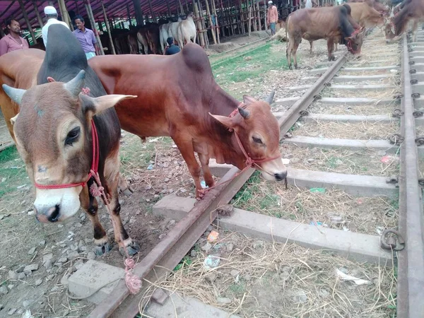 cow market near me, biggest cow in the world 2022, big cow breeds