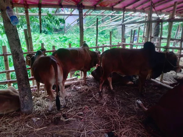 cow market near me, biggest cow in the world 2022, big cow breeds