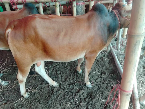 cow market near me, biggest cow in the world 2022, big cow breeds
