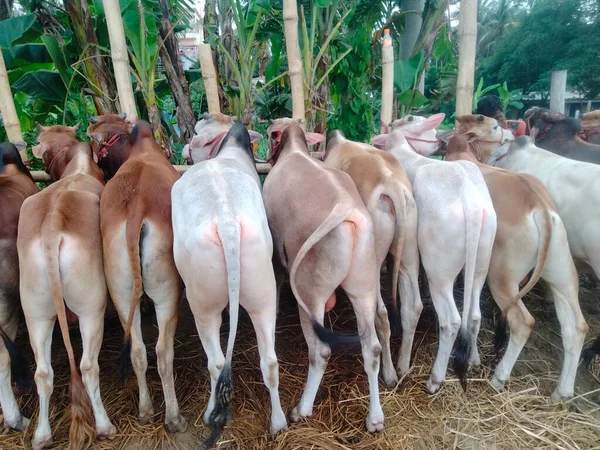 cow market near me, biggest cow in the world 2022, big cow breeds