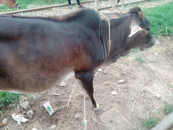 Preço Vaca Bangladesh 2022 Mercado Vacas Perto Mim — Fotografia de Stock