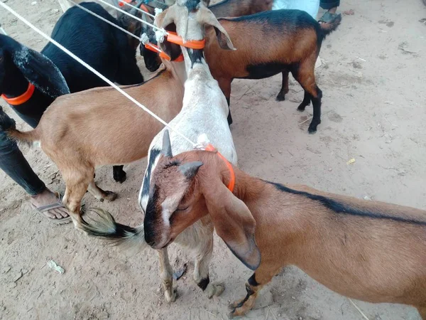 Keçi pazarı fiyatları 2022, koyun ve keçi pazarı, yakınımdaki keçi pazarı.