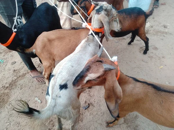 Keçi pazarı fiyatları 2022, koyun ve keçi pazarı, yakınımdaki keçi pazarı.