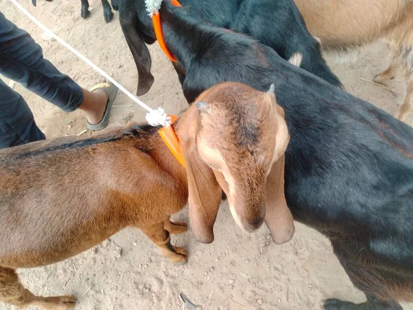 Keçi pazarı fiyatları 2022, koyun ve keçi pazarı, yakınımdaki keçi pazarı.