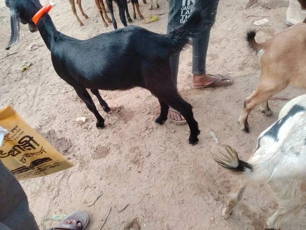 goat market prices 2022, sheep and goat market, goat market near me