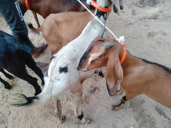 Keçi pazarı fiyatları 2022, koyun ve keçi pazarı, yakınımdaki keçi pazarı.