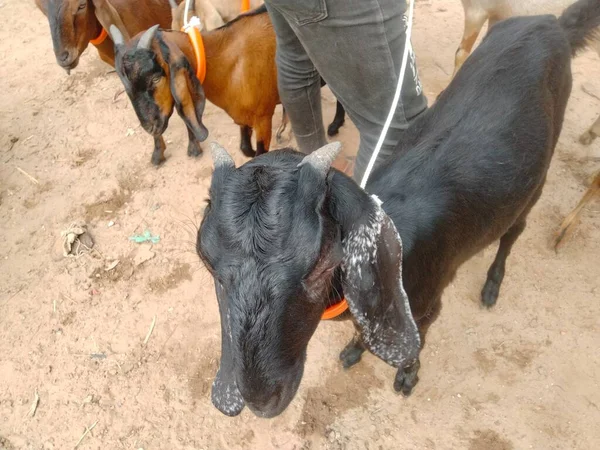 Keçi pazarı fiyatları 2022, koyun ve keçi pazarı, yakınımdaki keçi pazarı.