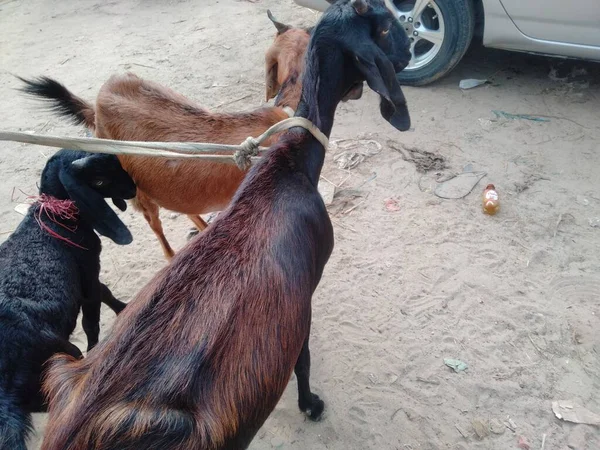 Keçi pazarı fiyatları 2022, koyun ve keçi pazarı, yakınımdaki keçi pazarı.