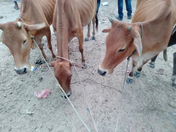 Dünyanın en küçük ineği, bangladeş inek çiftliği, küçük inek adı