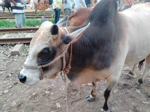 Dünyanın en büyük inek çiftliği, dünyanın en büyük inek heykeli, külot, dev inek.