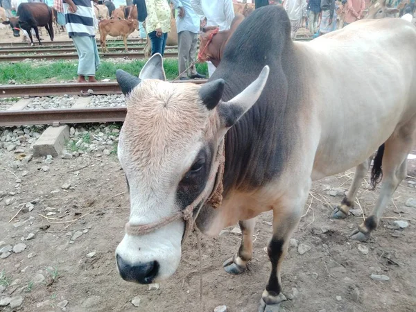 Dünyanın en büyük inek çiftliği, dünyanın en büyük inek heykeli, külot, dev inek.