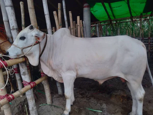 Dünyanın en büyük inek çiftliği, dünyanın en büyük inek heykeli, külot, dev inek.