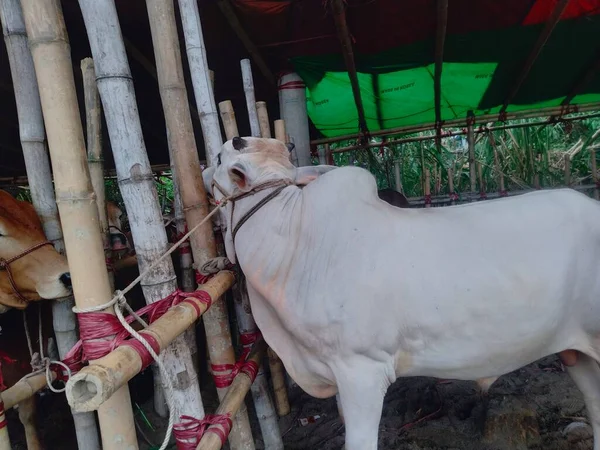 Dünyanın en büyük inek çiftliği, dünyanın en büyük inek heykeli, külot, dev inek.