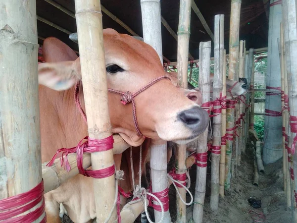 Dünyanın en büyük inek çiftliği, dünyanın en büyük inek heykeli, külot, dev inek.