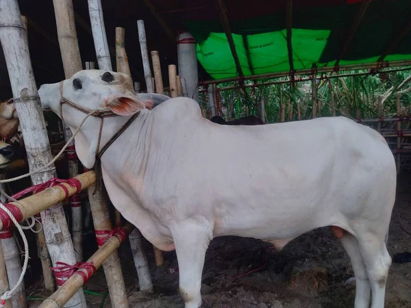 Dünyanın en büyük inek çiftliği, dünyanın en büyük inek heykeli, külot, dev inek.