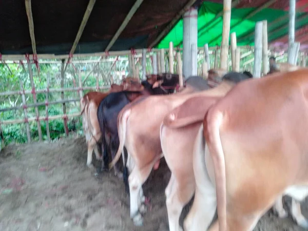 Dünyanın en büyük inek çiftliği, dünyanın en büyük inek heykeli, külot, dev inek.