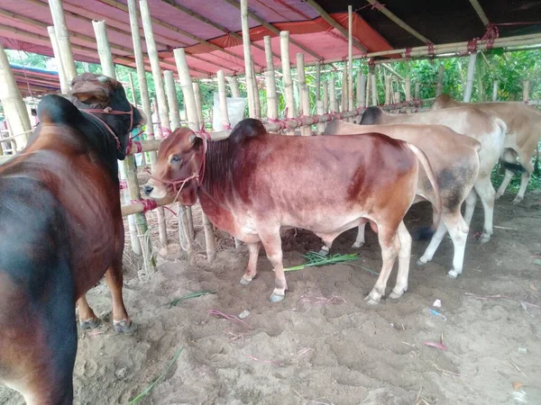 Dünyanın en büyük ineği, dünyanın en büyük boğası, 2021 dünyanın en büyük ineği, dünyanın en büyük ineği, dünyanın en büyük ineği, dünyanın en büyük ineği, dünyanın en büyük ineği, dünyanın en büyük ineği, dünyanın en büyük ineği, dünyanın en büyük ineği, dünyanın en büyük ineği, 