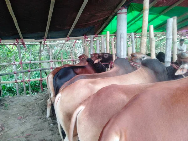 Dünyanın en büyük ineği, dünyanın en büyük boğası, 2021 dünyanın en büyük ineği, dünyanın en büyük ineği, dünyanın en büyük ineği, dünyanın en büyük ineği, dünyanın en büyük ineği, dünyanın en büyük ineği, dünyanın en büyük ineği, dünyanın en büyük ineği, dünyanın en büyük ineği, 