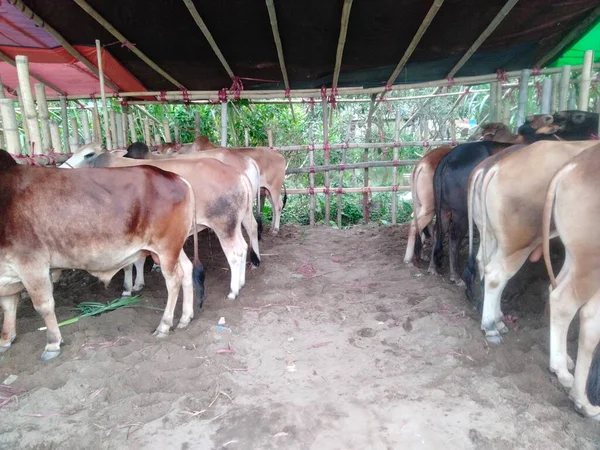 Dünyanın en büyük inek çiftliği, dünyanın en büyük inek heykeli, külot, dev inek.