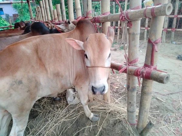 Dünyanın en büyük ineği, dünyanın en büyük boğası, 2021 dünyanın en büyük ineği, dünyanın en büyük ineği, dünyanın en büyük ineği, dünyanın en büyük ineği, dünyanın en büyük ineği, dünyanın en büyük ineği, dünyanın en büyük ineği, dünyanın en büyük ineği, dünyanın en büyük ineği, 