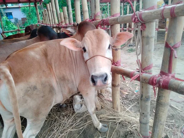 Dünyanın en büyük ineği, dünyanın en büyük boğası, 2021 dünyanın en büyük ineği, dünyanın en büyük ineği, dünyanın en büyük ineği, dünyanın en büyük ineği, dünyanın en büyük ineği, dünyanın en büyük ineği, dünyanın en büyük ineği, dünyanın en büyük ineği, dünyanın en büyük ineği, 