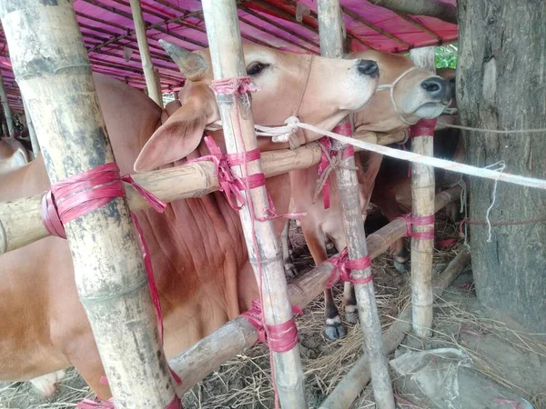 Dünyanın en büyük ineği, dünyanın en büyük boğası, 2021 dünyanın en büyük ineği, dünyanın en büyük ineği, dünyanın en büyük ineği, dünyanın en büyük ineği, dünyanın en büyük ineği, dünyanın en büyük ineği, dünyanın en büyük ineği, dünyanın en büyük ineği, dünyanın en büyük ineği, 